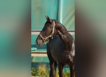 Deutsches Sportpferd, Stute, 4 Jahre, 167 cm, Rappe