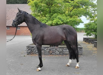 Deutsches Sportpferd, Stute, 4 Jahre, 167 cm, Rappe