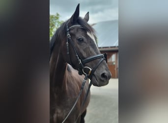 Deutsches Sportpferd, Stute, 4 Jahre, 167 cm, Rappe
