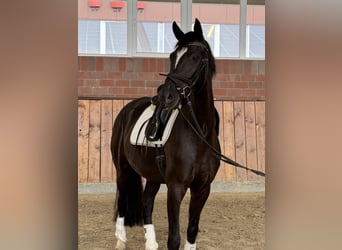 Deutsches Sportpferd, Stute, 4 Jahre, 167 cm, Rappe