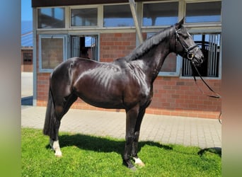 Deutsches Sportpferd, Stute, 4 Jahre, 167 cm, Rappe