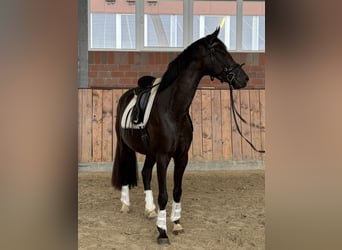 Deutsches Sportpferd, Stute, 4 Jahre, 167 cm, Rappe