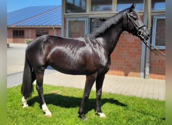 Deutsches Sportpferd, Stute, 4 Jahre, 167 cm, Rappe