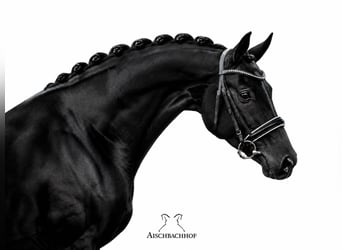 Deutsches Sportpferd, Stute, 4 Jahre, 167 cm, Rappe