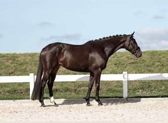 Deutsches Sportpferd, Stute, 4 Jahre, 167 cm, Schwarzbrauner