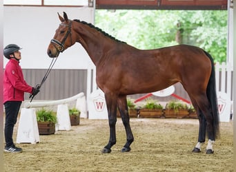 Deutsches Sportpferd, Stute, 4 Jahre, 168 cm, Brauner
