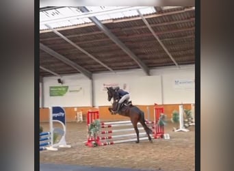 Deutsches Sportpferd, Stute, 4 Jahre, 168 cm, Brauner