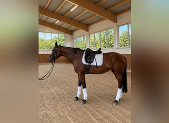 Deutsches Sportpferd, Stute, 4 Jahre, 168 cm, Brauner