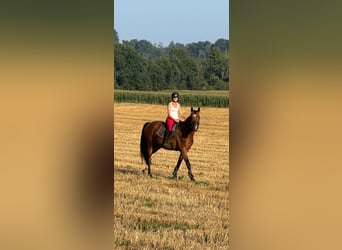 Deutsches Sportpferd, Stute, 4 Jahre, 168 cm, Brauner