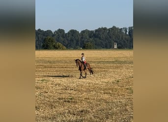 Deutsches Sportpferd, Stute, 4 Jahre, 168 cm, Brauner