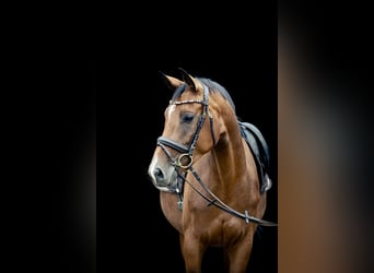 Deutsches Sportpferd, Stute, 4 Jahre, 168 cm, Brauner
