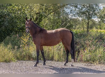 Deutsches Sportpferd, Stute, 4 Jahre, 168 cm, Brauner