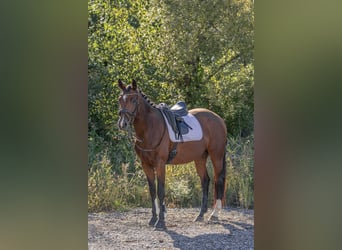 Deutsches Sportpferd, Stute, 4 Jahre, 168 cm, Brauner