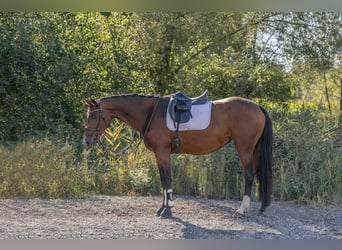 Deutsches Sportpferd, Stute, 4 Jahre, 168 cm, Brauner