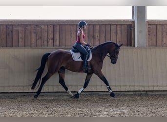 Deutsches Sportpferd, Stute, 4 Jahre, 168 cm, Brauner