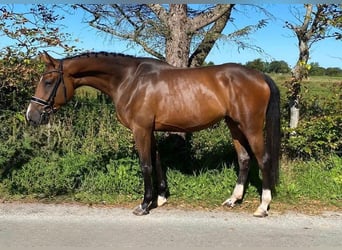 Deutsches Sportpferd, Stute, 4 Jahre, 168 cm, Brauner