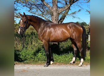 Deutsches Sportpferd, Stute, 4 Jahre, 168 cm, Brauner