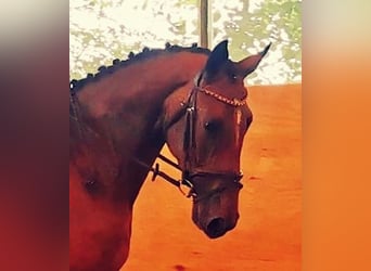 Deutsches Sportpferd, Stute, 4 Jahre, 168 cm, Brauner