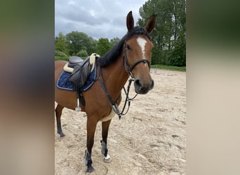 Deutsches Sportpferd, Stute, 4 Jahre, 168 cm, Brauner
