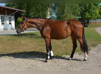 Deutsches Sportpferd, Stute, 4 Jahre, 168 cm, Brauner