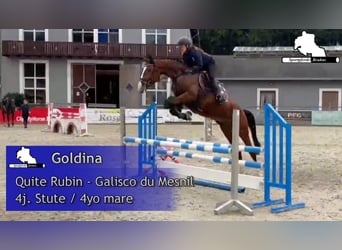 Deutsches Sportpferd, Stute, 4 Jahre, 168 cm, Brauner