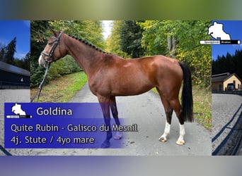Deutsches Sportpferd, Stute, 4 Jahre, 168 cm, Brauner