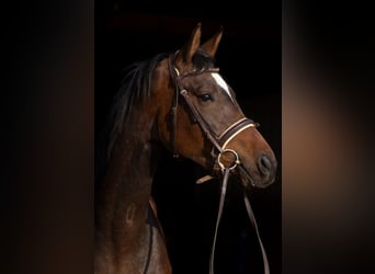 Deutsches Sportpferd, Stute, 4 Jahre, 168 cm, Brauner
