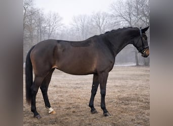 Deutsches Sportpferd, Stute, 4 Jahre, 168 cm, Dunkelbrauner
