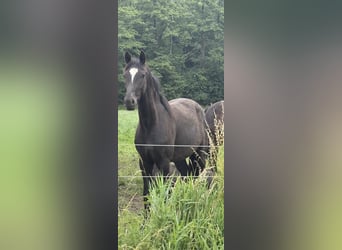 Deutsches Sportpferd, Stute, 4 Jahre, 168 cm, Dunkelbrauner