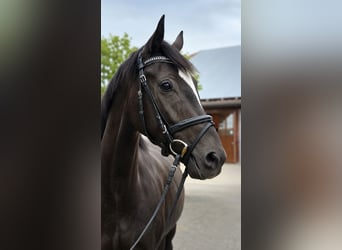 Deutsches Sportpferd, Stute, 4 Jahre, 168 cm, Dunkelbrauner