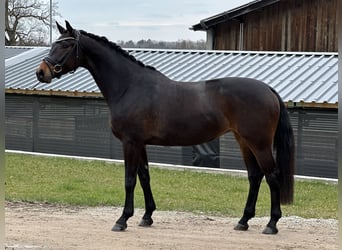 Deutsches Sportpferd, Stute, 4 Jahre, 168 cm, Dunkelbrauner