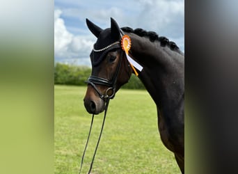 Deutsches Sportpferd, Stute, 4 Jahre, 168 cm, Dunkelbrauner