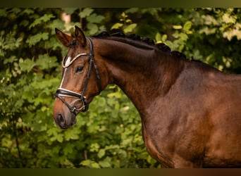 Deutsches Sportpferd, Stute, 4 Jahre, 168 cm, Dunkelbrauner