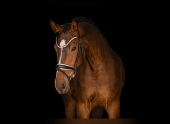 Deutsches Sportpferd, Stute, 4 Jahre, 168 cm, Dunkelbrauner