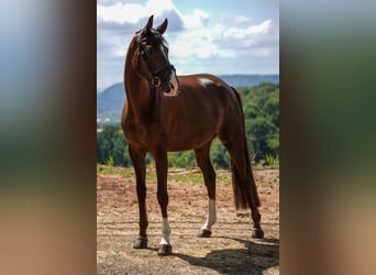 Deutsches Sportpferd, Stute, 4 Jahre, 168 cm, Dunkelfuchs