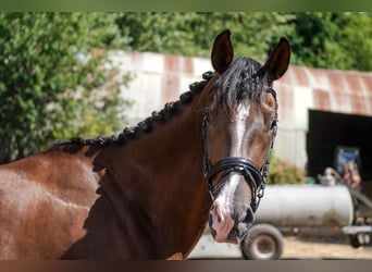 Deutsches Sportpferd, Stute, 4 Jahre, 168 cm, Dunkelfuchs