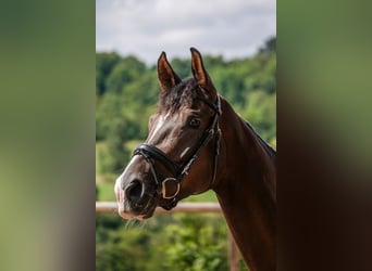 Deutsches Sportpferd, Stute, 4 Jahre, 168 cm, Dunkelfuchs