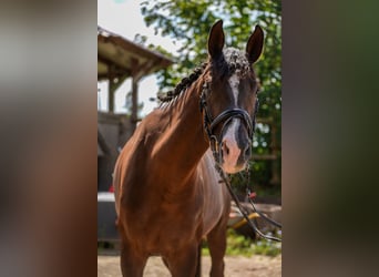 Deutsches Sportpferd, Stute, 4 Jahre, 168 cm, Dunkelfuchs