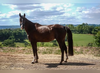 Deutsches Sportpferd, Stute, 4 Jahre, 168 cm, Dunkelfuchs
