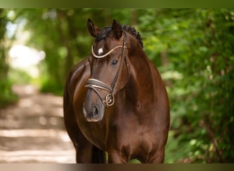 Deutsches Sportpferd, Stute, 4 Jahre, 168 cm, Dunkelfuchs