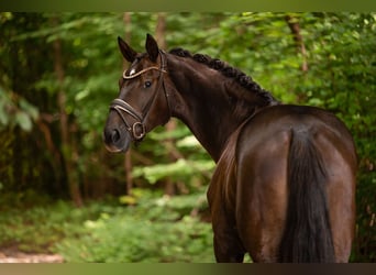 Deutsches Sportpferd, Stute, 4 Jahre, 168 cm, Dunkelfuchs