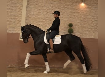 Deutsches Sportpferd, Stute, 4 Jahre, 168 cm, Dunkelfuchs