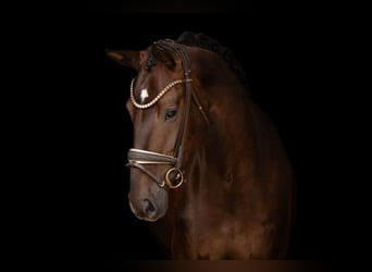 Deutsches Sportpferd, Stute, 4 Jahre, 168 cm, Dunkelfuchs