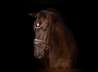 Deutsches Sportpferd, Stute, 4 Jahre, 168 cm, Dunkelfuchs