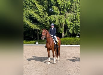 Deutsches Sportpferd, Stute, 4 Jahre, 168 cm, Fuchs
