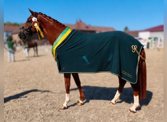 Deutsches Sportpferd, Stute, 4 Jahre, 168 cm, Fuchs