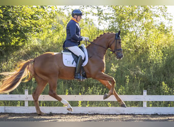 Deutsches Sportpferd, Stute, 4 Jahre, 168 cm, Fuchs