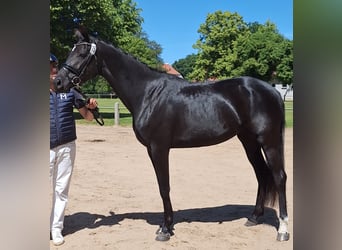 Deutsches Sportpferd, Stute, 4 Jahre, 168 cm, Rappe