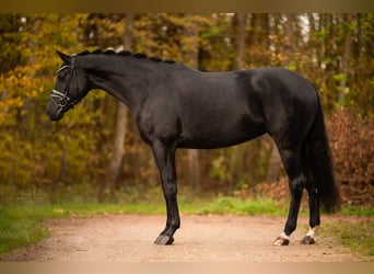 Deutsches Sportpferd, Stute, 4 Jahre, 168 cm, Rappe