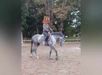 Deutsches Sportpferd, Stute, 4 Jahre, 168 cm, Schimmel